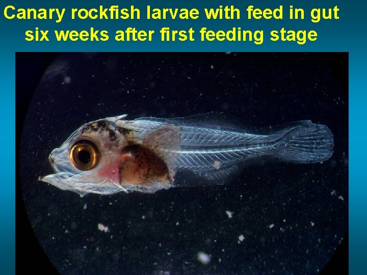 Canary rockfish larvae with feed in gut six weeks after first feeding stage 