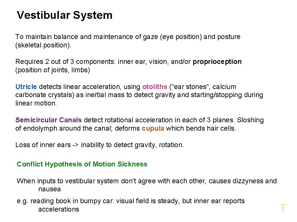 Vestibular System To maintain balance and maintenance of gaze (eye position) and posture (skeletal
