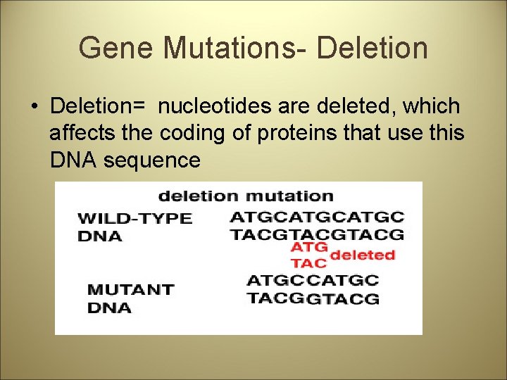 Gene Mutations- Deletion • Deletion= nucleotides are deleted, which affects the coding of proteins