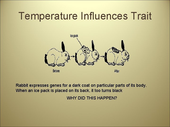 Temperature Influences Trait Rabbit expresses genes for a dark coat on particular parts of