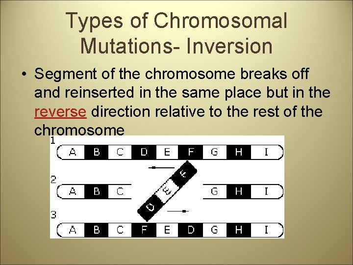 Types of Chromosomal Mutations- Inversion • Segment of the chromosome breaks off and reinserted