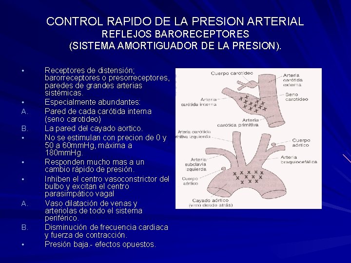 CONTROL RAPIDO DE LA PRESION ARTERIAL REFLEJOS BARORECEPTORES (SISTEMA AMORTIGUADOR DE LA PRESION). •