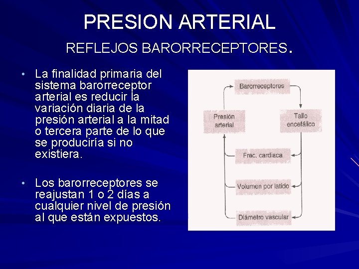 PRESION ARTERIAL REFLEJOS BARORRECEPTORES. • La finalidad primaria del sistema barorreceptor arterial es reducir