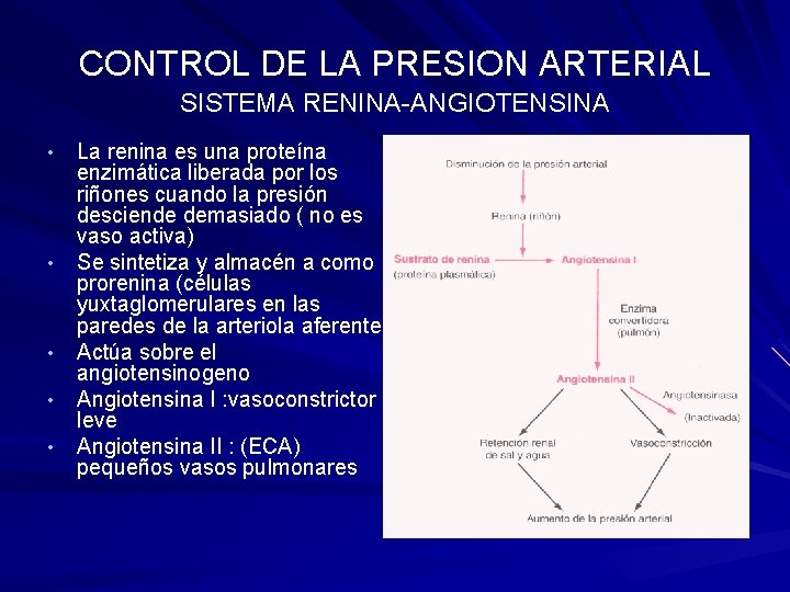 CONTROL DE LA PRESION ARTERIAL SISTEMA RENINA-ANGIOTENSINA • • • La renina es una