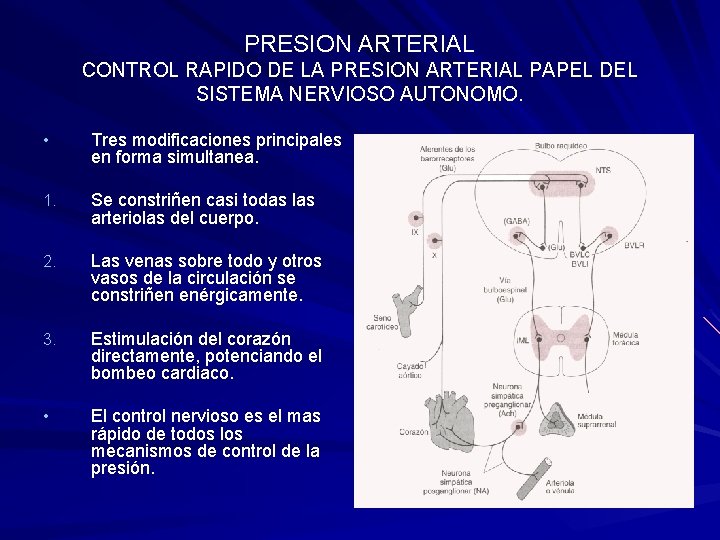 PRESION ARTERIAL CONTROL RAPIDO DE LA PRESION ARTERIAL PAPEL DEL SISTEMA NERVIOSO AUTONOMO. •