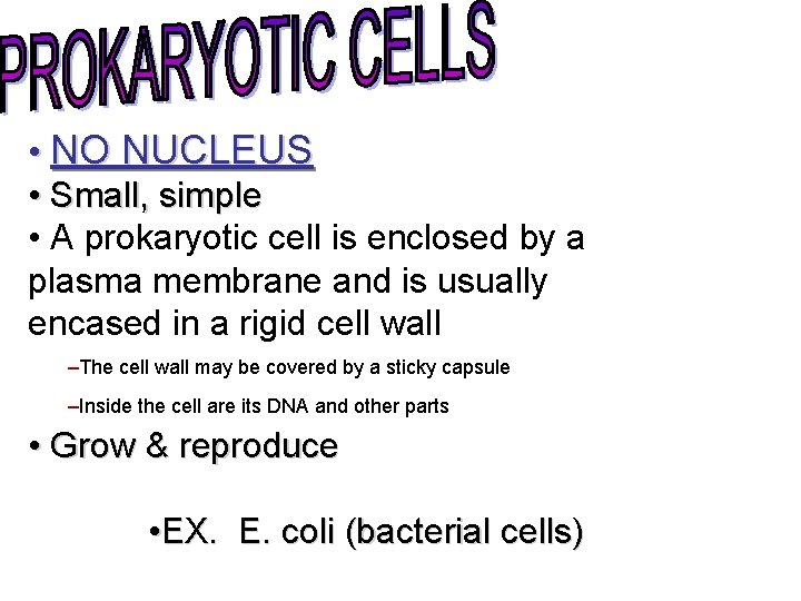  • NO NUCLEUS • Small, simple • A prokaryotic cell is enclosed by