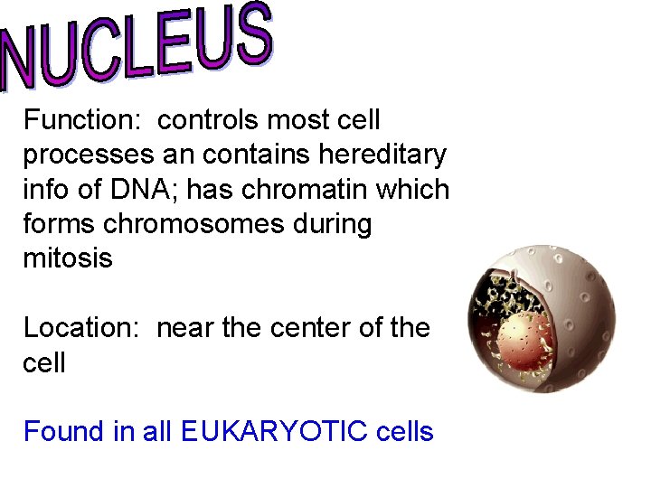 Function: controls most cell processes an contains hereditary info of DNA; has chromatin which