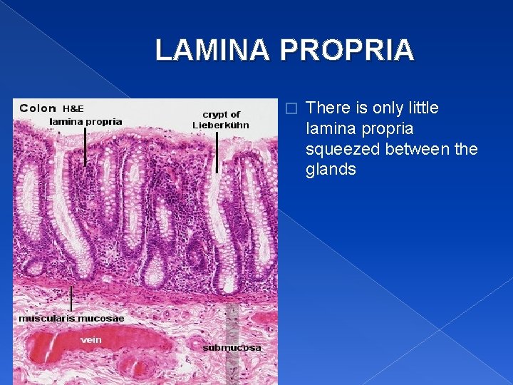 LAMINA PROPRIA � There is only little lamina propria squeezed between the glands 