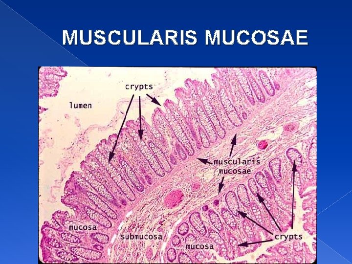 MUSCULARIS MUCOSAE 