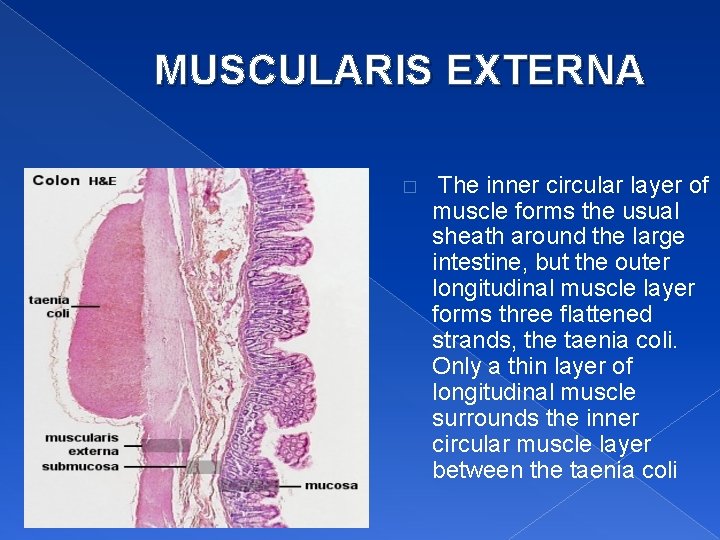 MUSCULARIS EXTERNA � The inner circular layer of muscle forms the usual sheath around