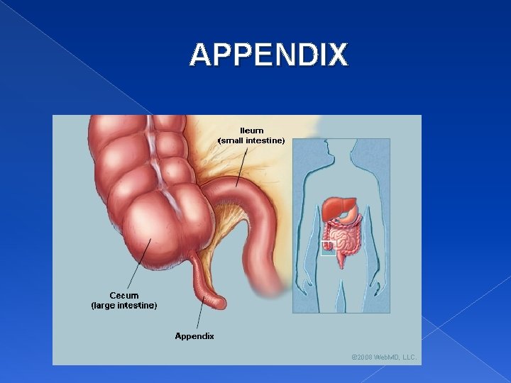 APPENDIX 