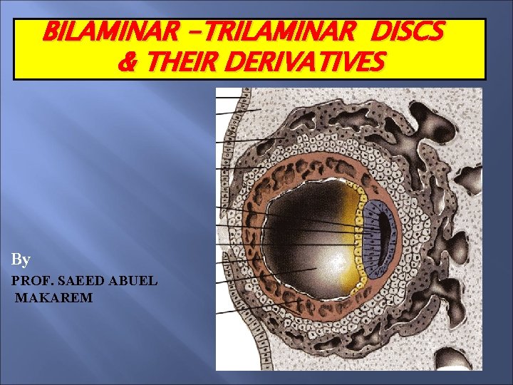 BILAMINAR -TRILAMINAR DISCS & THEIR DERIVATIVES By PROF. SAEED ABUEL MAKAREM 