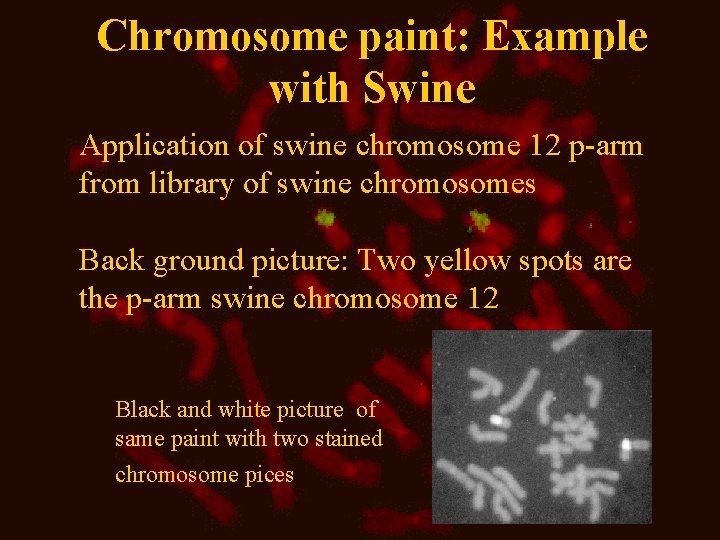 Chromosome paint: Example with Swine Application of swine chromosome 12 p-arm from library of Chromosome paint: Example with Swine Application of swine chromosome 12 p-arm from library of