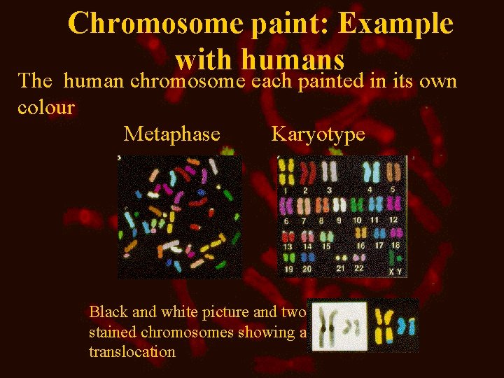 Chromosome paint: Example with humans The human chromosome each painted in its own colour Chromosome paint: Example with humans The human chromosome each painted in its own colour