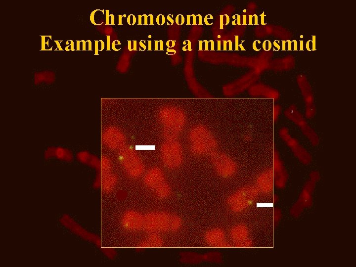 Chromosome paint Example using a mink cosmid Chromosome paint Example using a mink cosmid