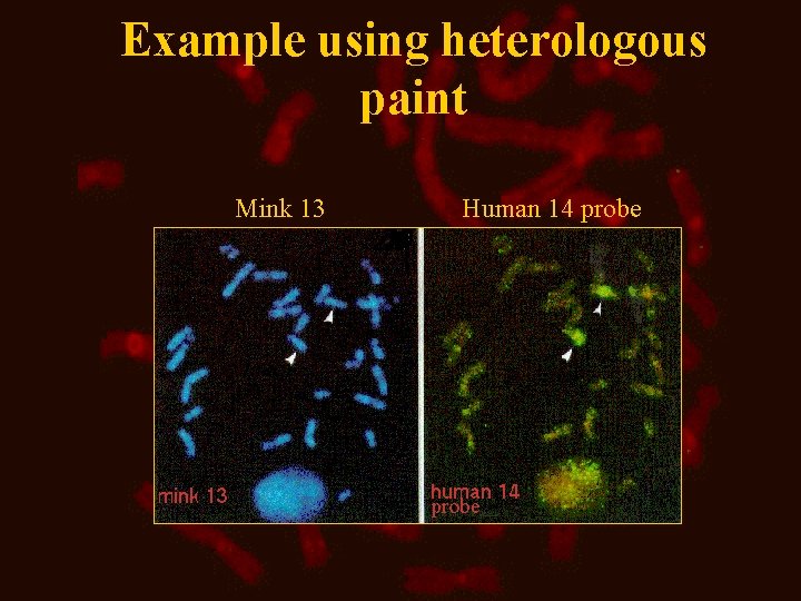 Example using heterologous paint Mink 13 Human 14 probe Example using heterologous paint Mink 13 Human 14 probe