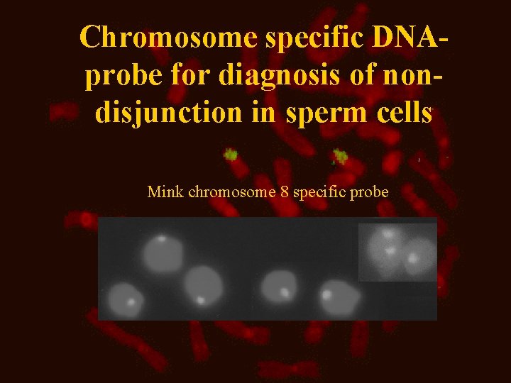 Chromosome specific DNAprobe for diagnosis of nondisjunction in sperm cells Mink chromosome 8 specific Chromosome specific DNAprobe for diagnosis of nondisjunction in sperm cells Mink chromosome 8 specific
