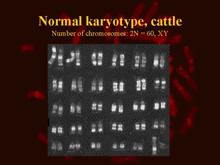 Normal karyotype, cattle Number of chromosomes: 2 N = 60, XY Normal karyotype, cattle Number of chromosomes: 2 N = 60, XY