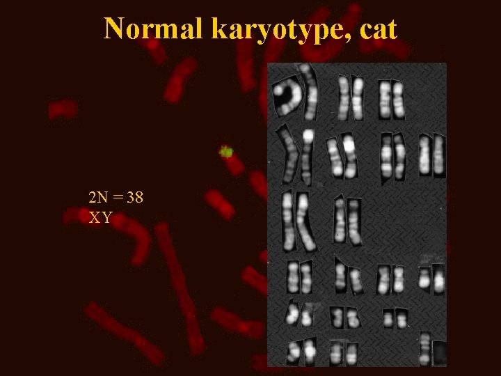 Normal karyotype, cat 2 N = 38 XY Normal karyotype, cat 2 N = 38 XY