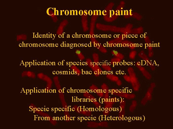 Chromosome paint Identity of a chromosome or piece of chromosome diagnosed by chromosome paint Chromosome paint Identity of a chromosome or piece of chromosome diagnosed by chromosome paint