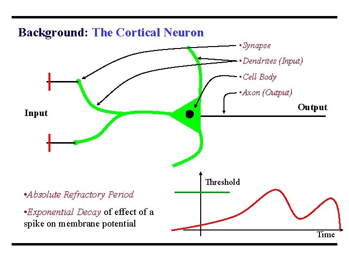 Background: The Cortical Neuron • Synapse • Dendrites (Input) • Cell Body • Axon