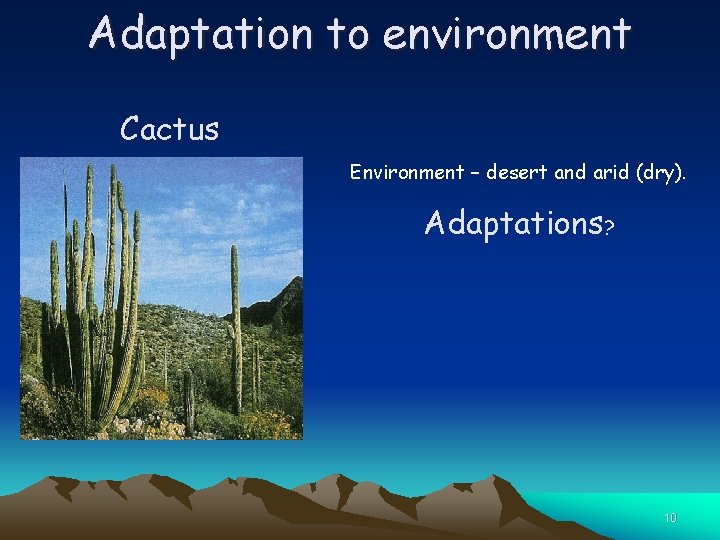 Adaptation to environment Cactus Environment – desert and arid (dry). Adaptations? 10 