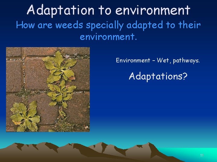 Adaptation to environment How are weeds specially adapted to their environment. Environment – Wet,