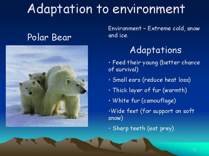 Adaptation to environment Polar Bear Environment – Extreme cold, snow and ice. Adaptations •