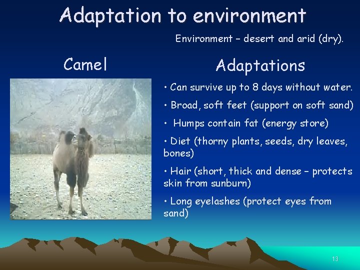 Adaptation to environment Environment – desert and arid (dry). Camel Adaptations • Can survive