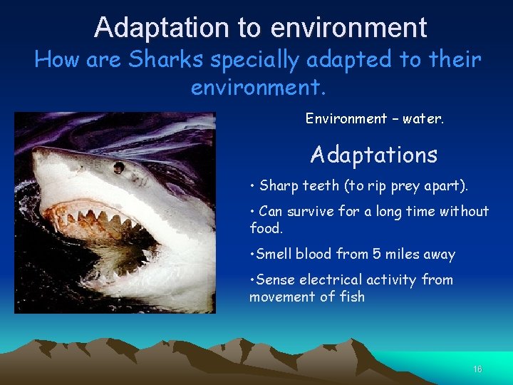 Adaptation to environment How are Sharks specially adapted to their environment. Environment – water.