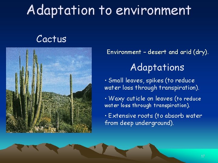 Adaptation to environment Cactus Environment – desert and arid (dry). Adaptations • Small leaves,