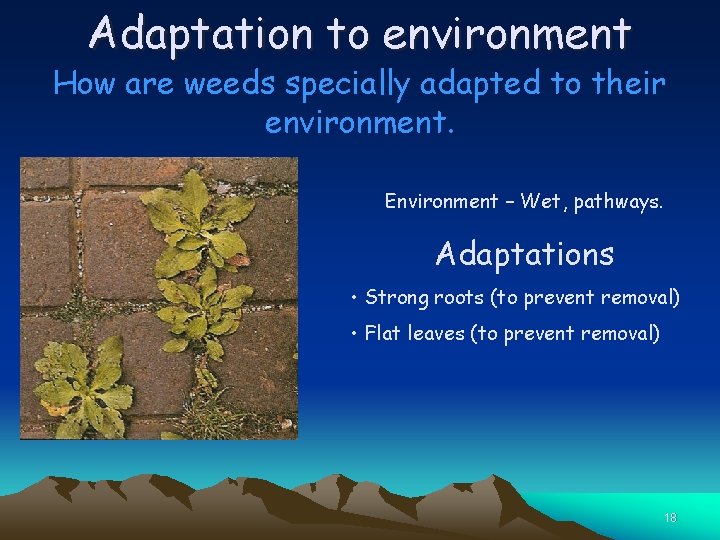 Adaptation to environment How are weeds specially adapted to their environment. Environment – Wet,