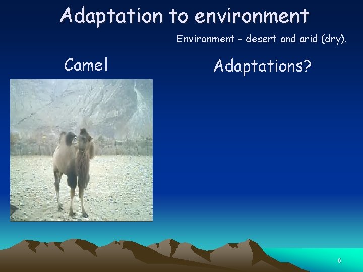 Adaptation to environment Environment – desert and arid (dry). Camel Adaptations? 6 