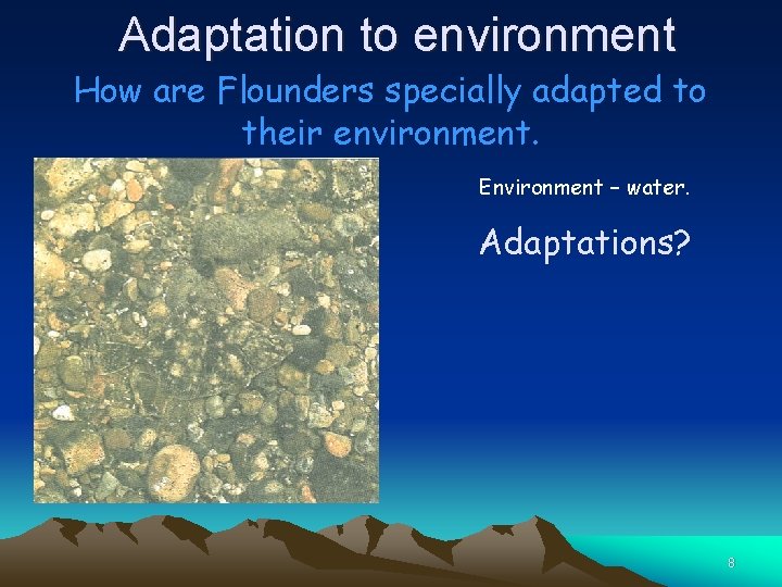 Adaptation to environment How are Flounders specially adapted to their environment. Environment – water.