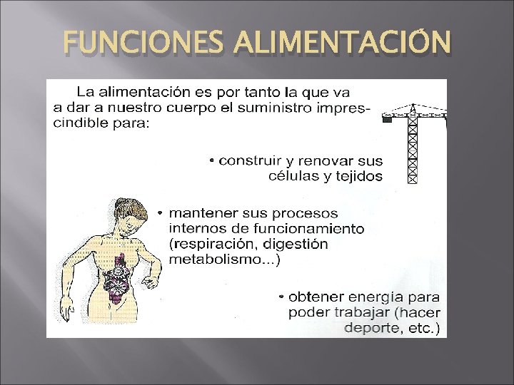 FUNCIONES ALIMENTACIÓN 