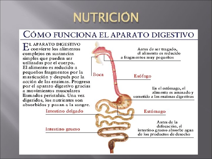 NUTRICIÓN 