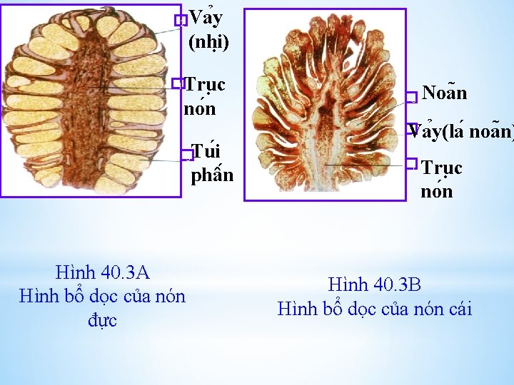 Va y (nhi ) 2 1 Tru c no n 3 Hình 40. 3