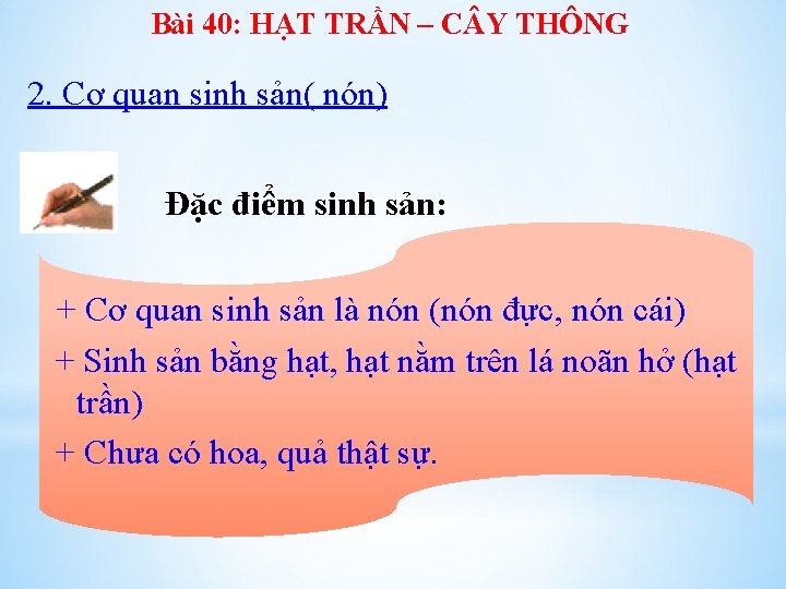 Bài 40: HẠT TRẦN – C Y THÔNG 2. Cơ quan sinh sản( nón)