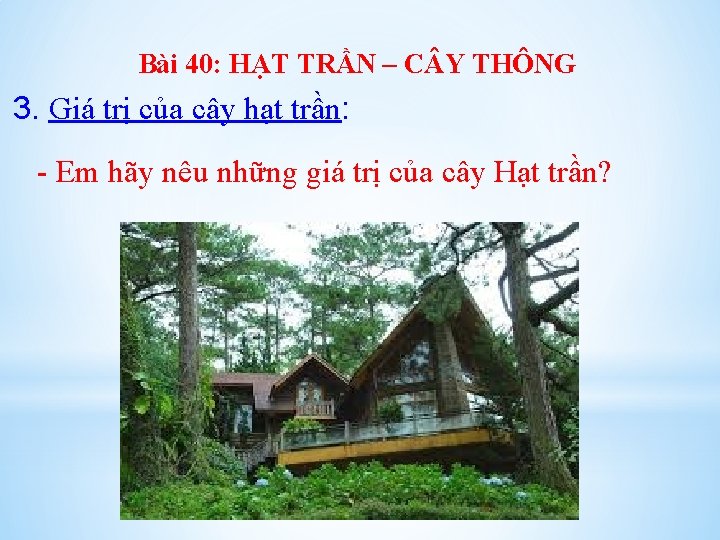 Bài 40: HẠT TRẦN – C Y THÔNG 3. Giá trị của cây hạt