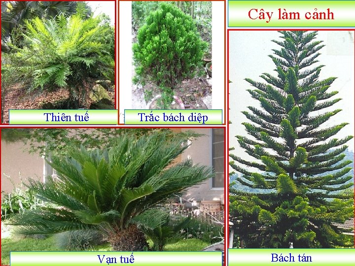 Cây làm cảnh Thiên tuế Trắc bách diệp Vạn tuế Bách tán 