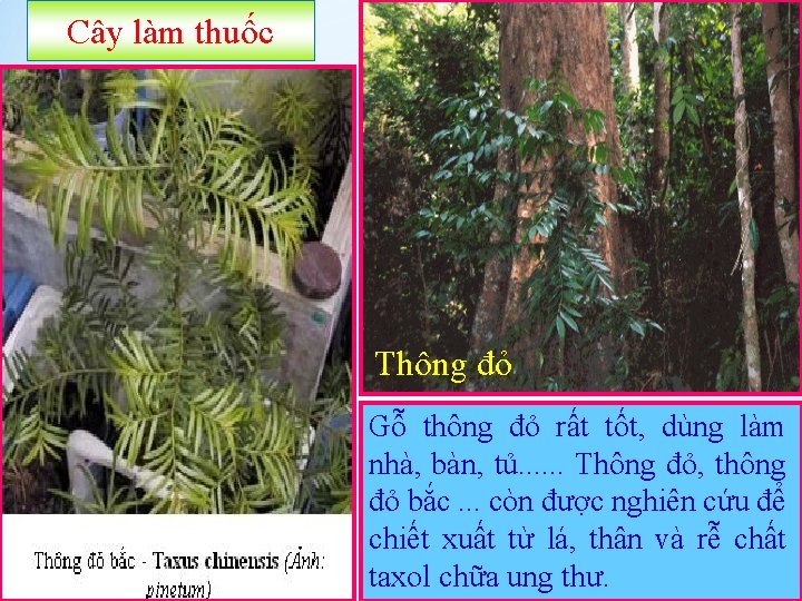 Cây làm thuốc Thông đỏ Gỗ thông đỏ rất tốt, dùng làm nhà, bàn,