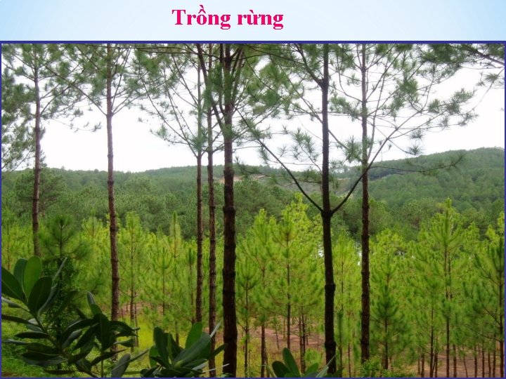 Trồng rừng 