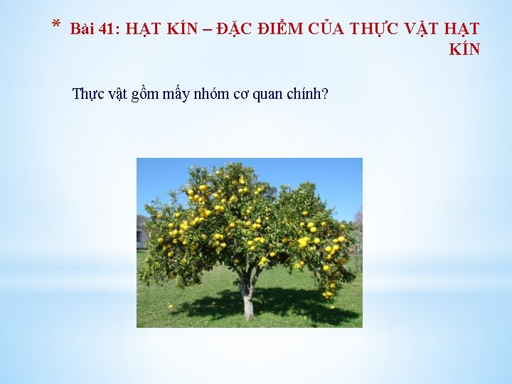 * Bài 41: HẠT KÍN – ĐẶC ĐIỂM CỦA THỰC VẬT HẠT KÍN Thực