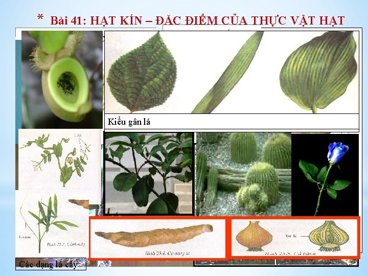 * Bài 41: HẠT KÍN – ĐẶC ĐIỂM CỦA THỰC VẬT HẠT KÍN Các