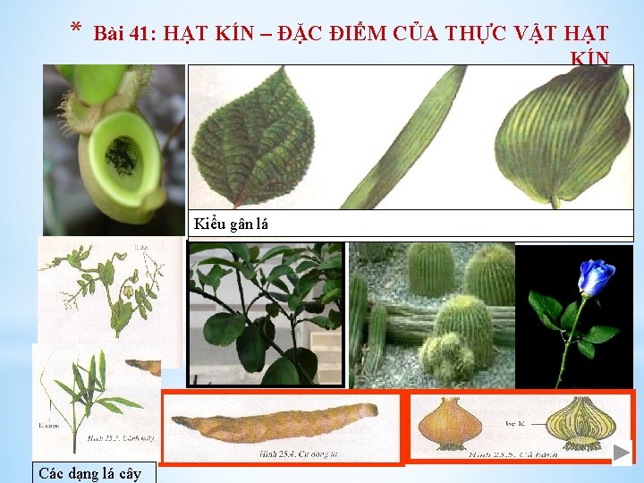 * Bài 41: HẠT KÍN – ĐẶC ĐIỂM CỦA THỰC VẬT HẠT KÍN Kiểu