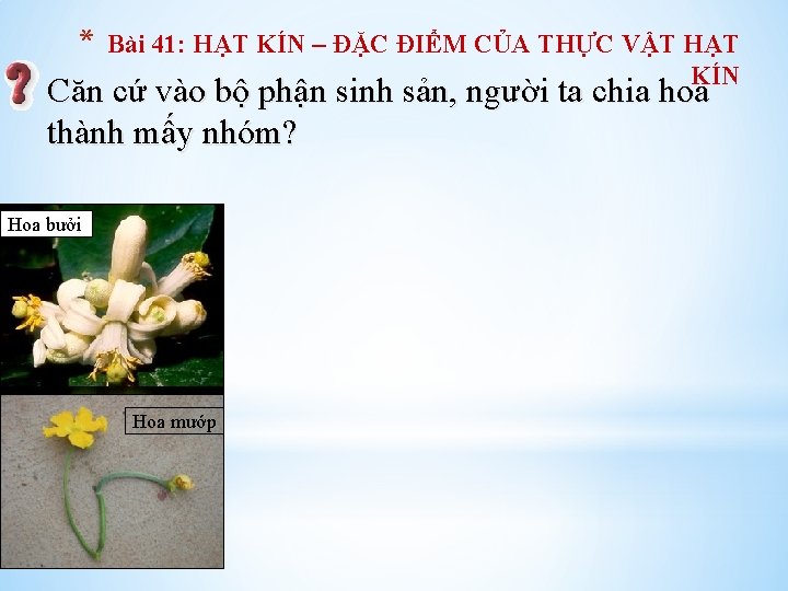 * Bài 41: HẠT KÍN – ĐẶC ĐIỂM CỦA THỰC VẬT HẠT KÍN Căn