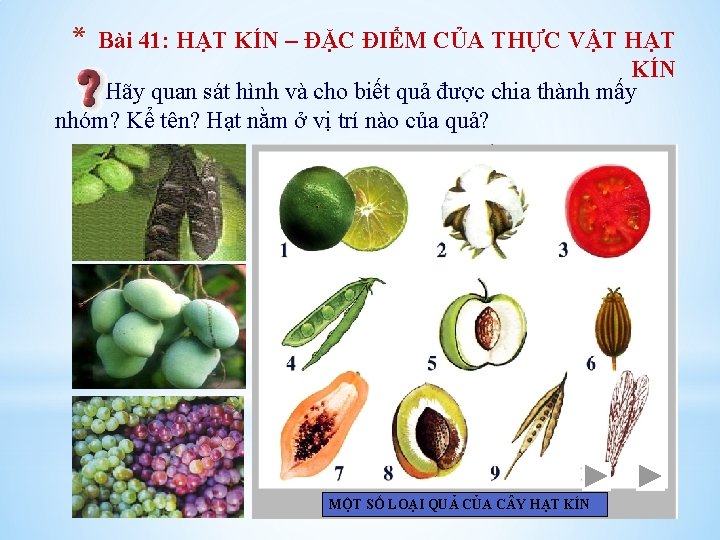 * Bài 41: HẠT KÍN – ĐẶC ĐIỂM CỦA THỰC VẬT HẠT KÍN Hãy