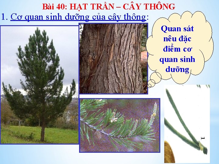 Bài 40: HẠT TRẦN – C Y THÔNG 1. Cơ quan sinh dưỡng của