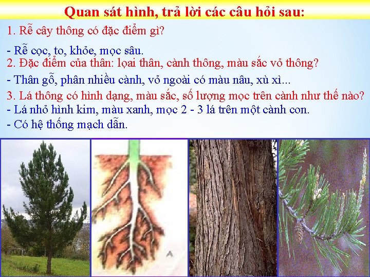 Quan sát hình, trả lời các câu hỏi sau: 1. Rễ cây thông có