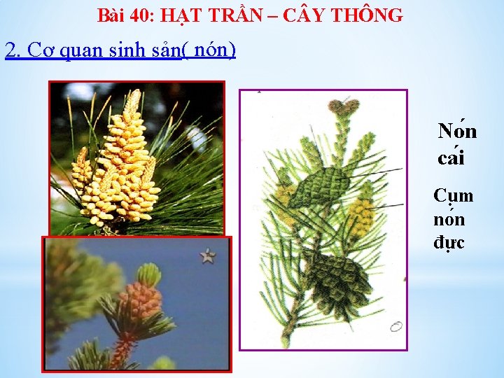 Bài 40: HẠT TRẦN – C Y THÔNG 2. Cơ quan sinh sản( nón)